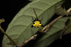 Actinacantha globulata
