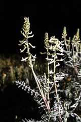 Astragalus oxyphysus