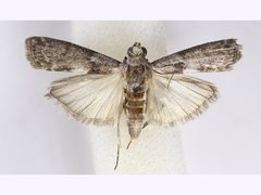 Sciota melanostyla