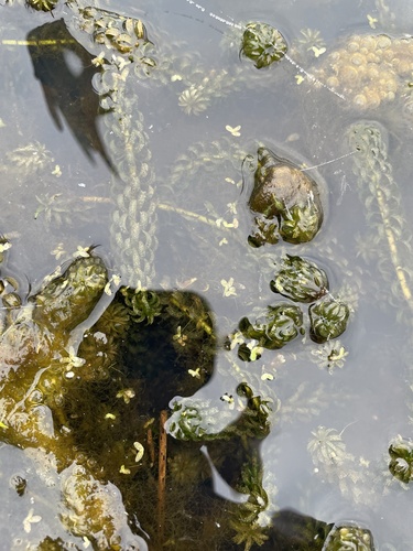 Image of Lemna valdiviana by (c) Henry Miller, some rights reserved (CC BY)