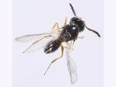 Figitidae