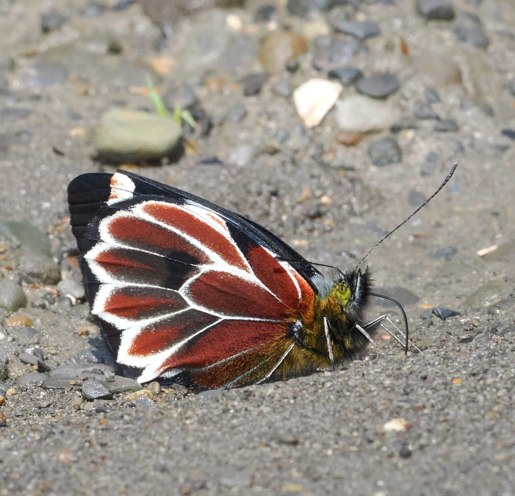 Delias klossi (Delias klossi)