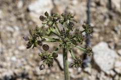 Lomatium mohavense