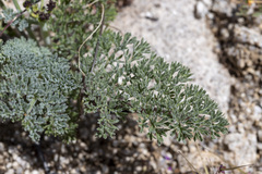 Lomatium mohavense