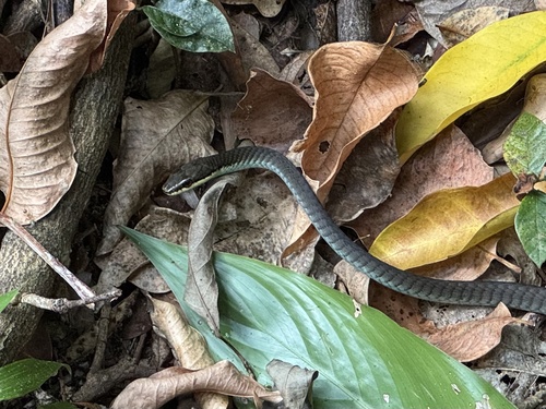 Northern Tree Snake sighting