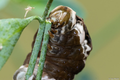 Heraclides thoas brasiliensis