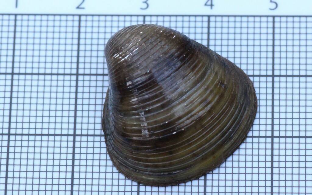 Asian Clam