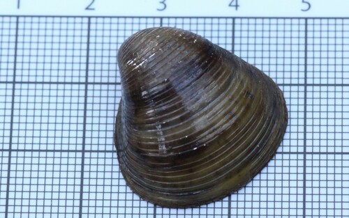 Asian Clam