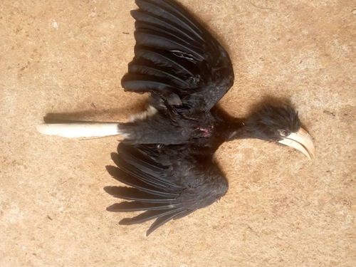 Congo Pied Hornbill