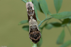 Heraclides thoas brasiliensis