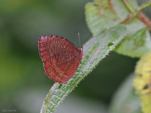 Common Palmfly photo 3
