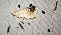 Herpetogramma fluctuosalis