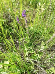 Salvia dumetorum