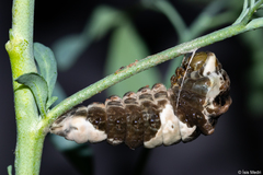 Heraclides thoas brasiliensis