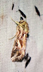 Spodoptera pulchella