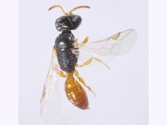 Spilomena