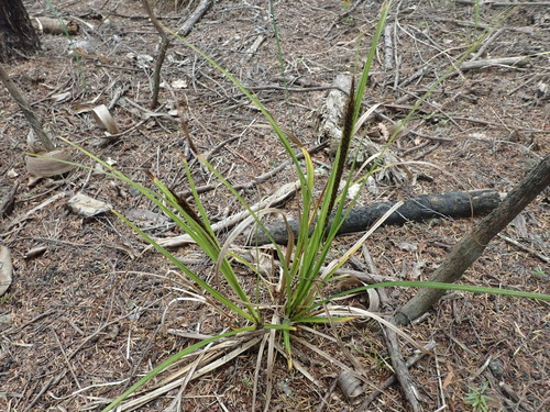Image of Carex uncinata by no rights reserved