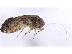 Myopsocidae
