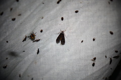 Langessa nomophilalis