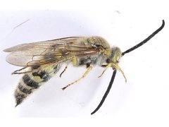 Radumeris radula