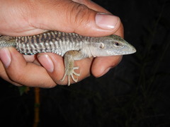 Aspidoscelis sackii sackii