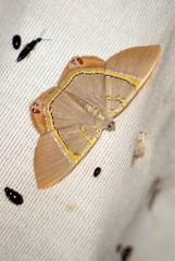 Phrygionis paradoxata