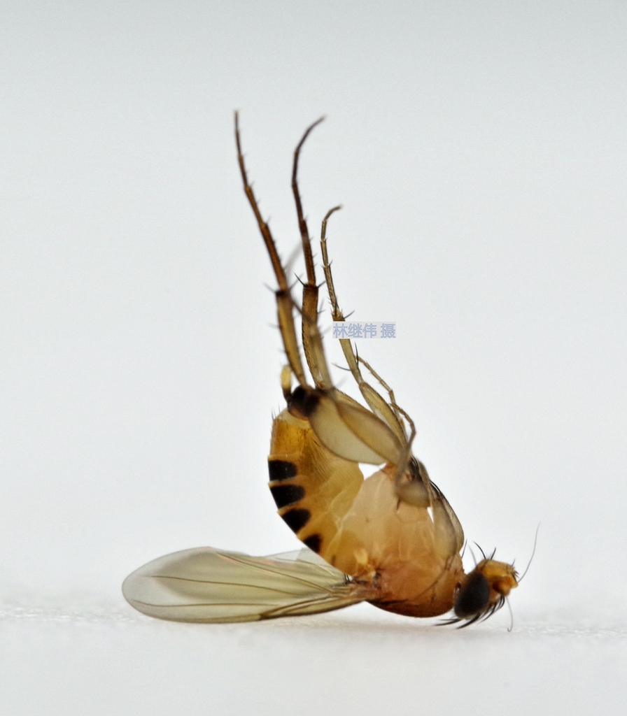 Diplonevra peregrina