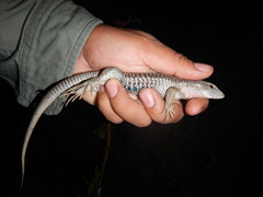 Aspidoscelis sackii sackii