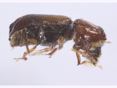 Xylobosca gemina
