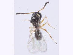 Figitidae