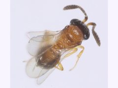 Platygastridae