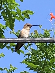Selasphorus