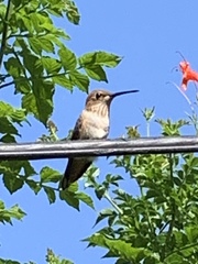 Selasphorus