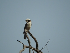 Eurocephalus anguitimens