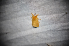 Megalopyge pyxidifera