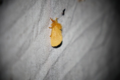 Megalopyge pyxidifera