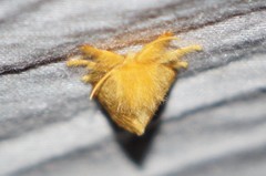 Megalopyge pyxidifera