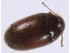 Limnichidae