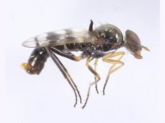 Acraspisa