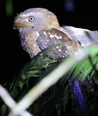 Solomons Frogmouth photo 1