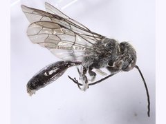 Tachyphron townsvillensis