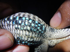 Aspidoscelis sackii sackii