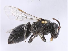 Meroglossa striaticeps