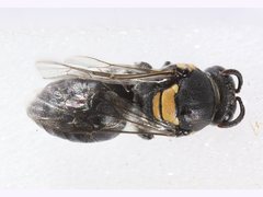 Meroglossa striaticeps