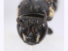 Meroglossa striaticeps