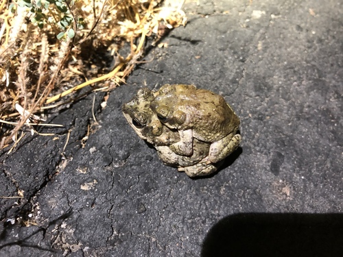 iNaturalist observation photo of Red-spotted Toad