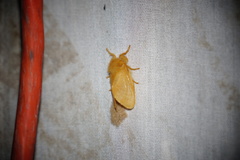 Megalopyge pyxidifera