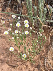 Erigeron religiosus