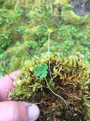 Ranunculus lapponicus