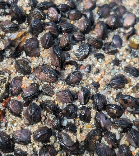 Brachidontes adamsianus, 2024-11-16